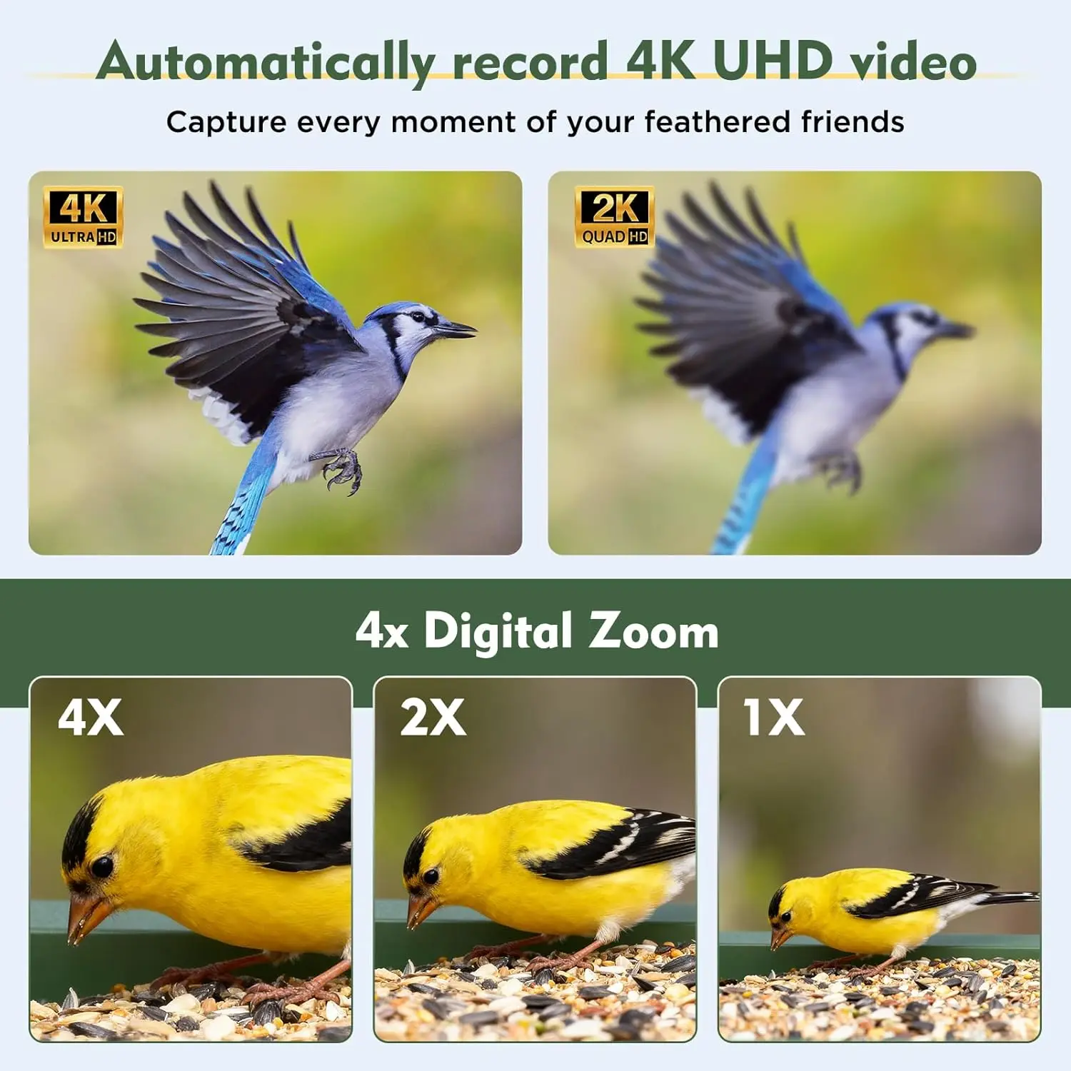 Solar Powered Smart Bird Feede - مراجعة Smart Bird Feeder Camera وسعره