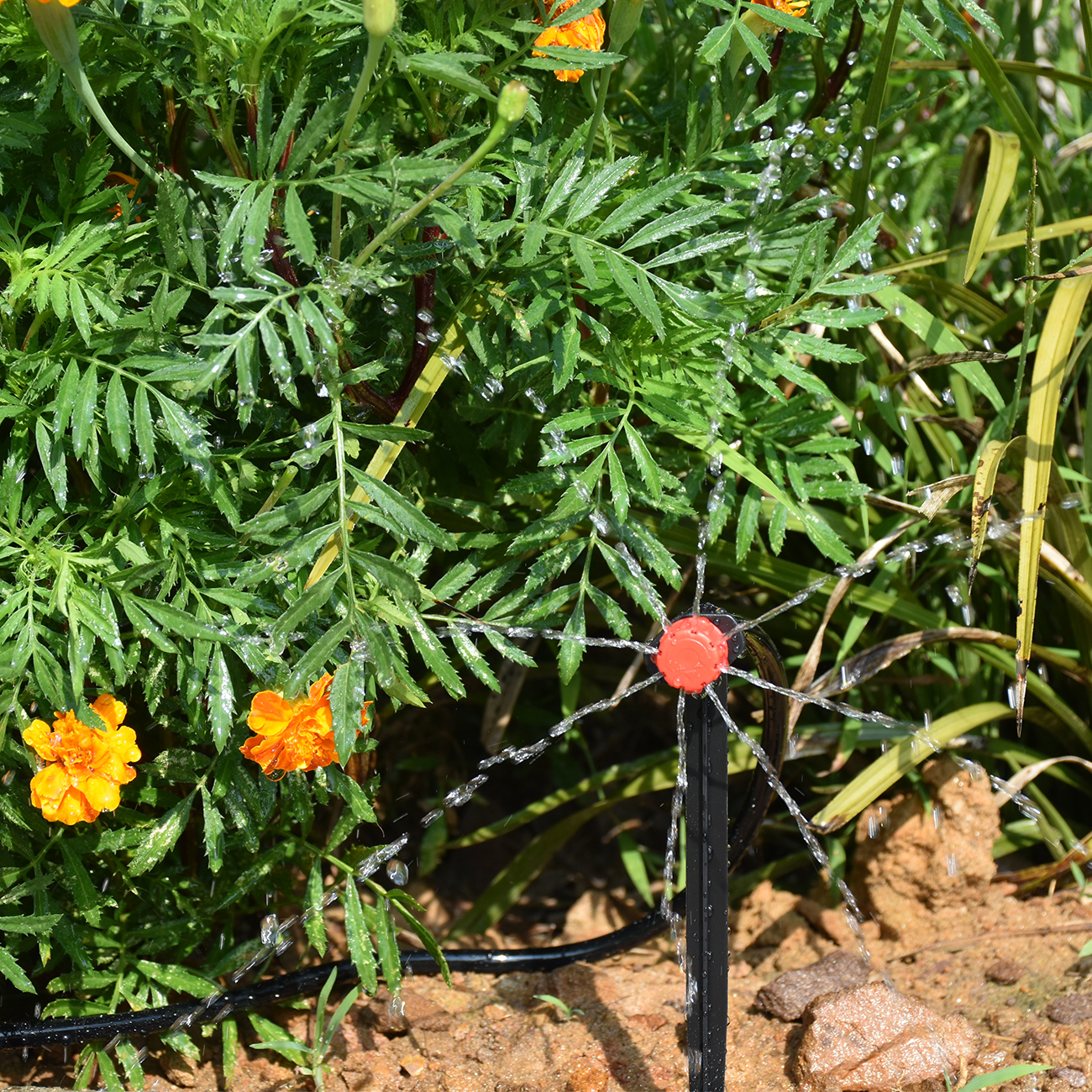 KESLA 5-50M Smart Garden Autom - مراجعة Smart Garden Plastic Cups وسعره